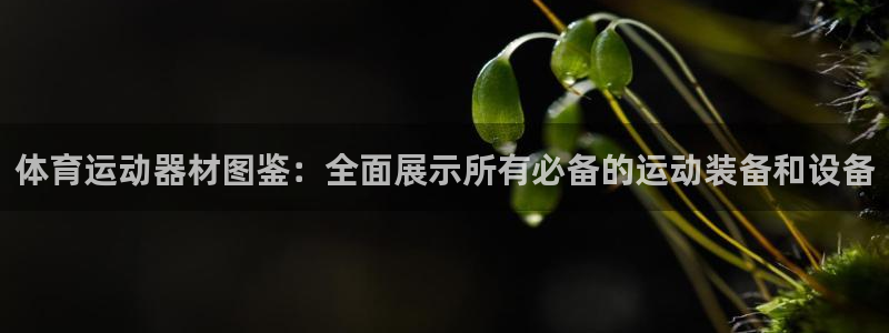 体育运动器材图鉴：全面展示所有必备的运动装备和设备